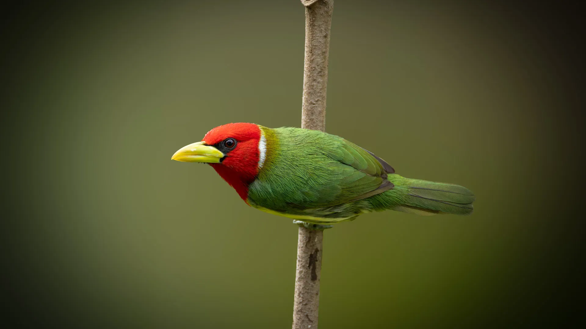 Rare birds in the Ecuadorian Amazon