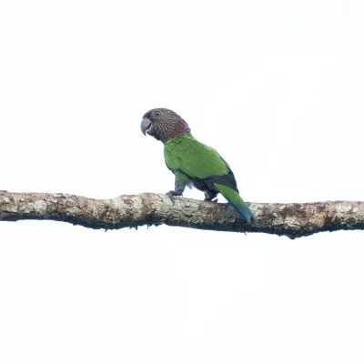 Observação 1 - Fazenda Anacã
