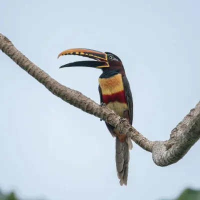 Observação 2 - Fazenda Anacã