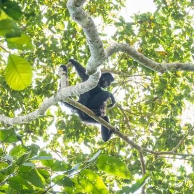 Observação 5 - Fazenda Anacã
