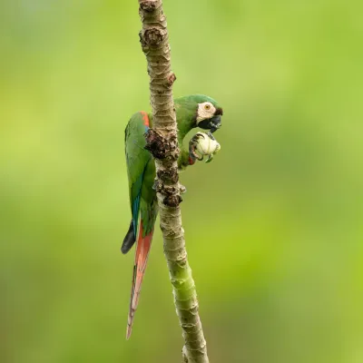 Observação 6 - Fazenda Anacã