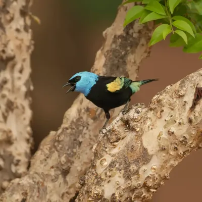 Observação 8 - Fazenda Anacã