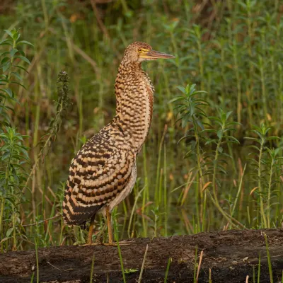 Observação 9 - Fazenda Anacã